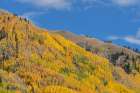 USA-Colorado-Uncompahgre National Forest Aspens on mountainside in autumn Art Print